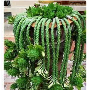 Meet your Posher, Chanti